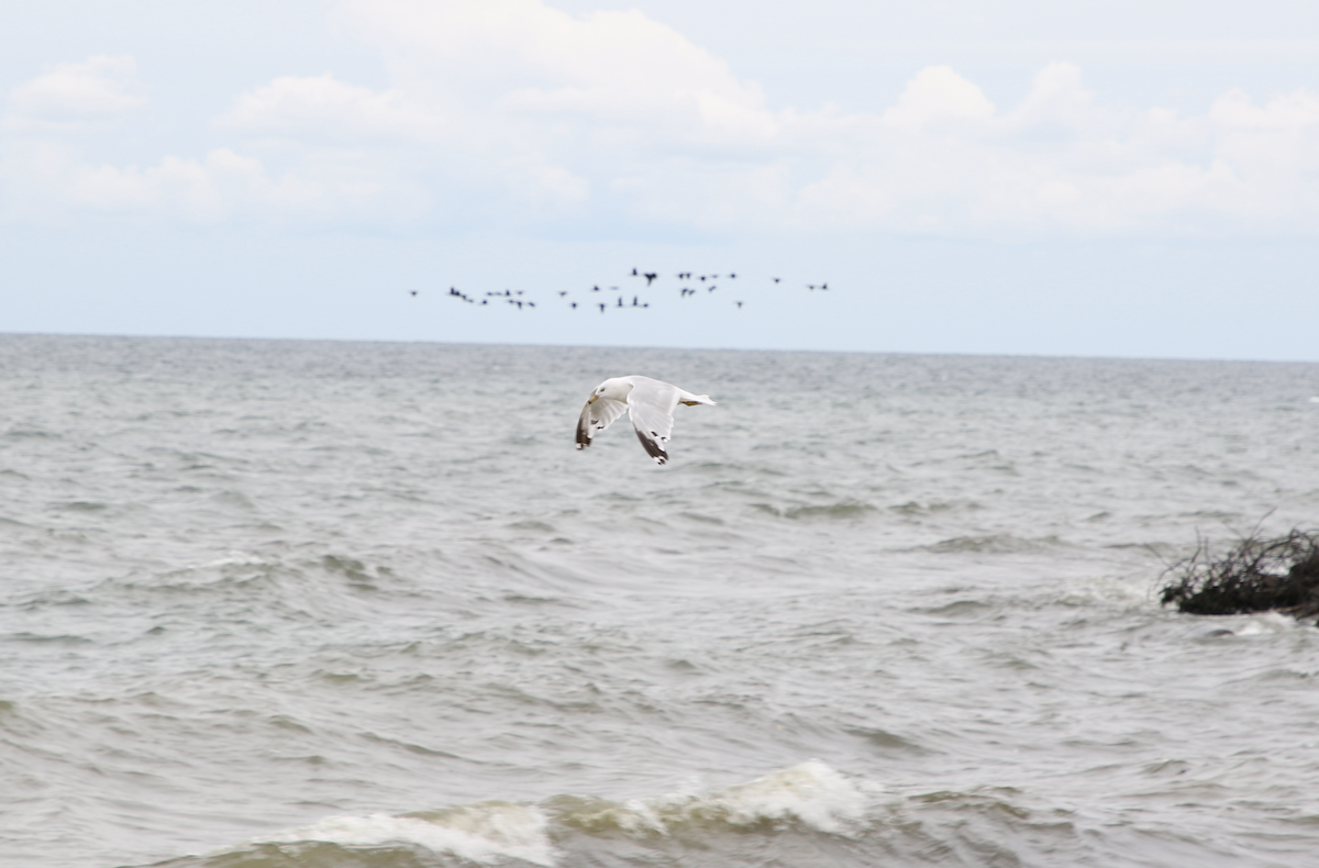 Ring-billed Gull - ML622283051