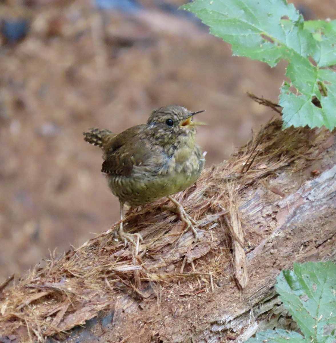 Pacific Wren - ML622283057