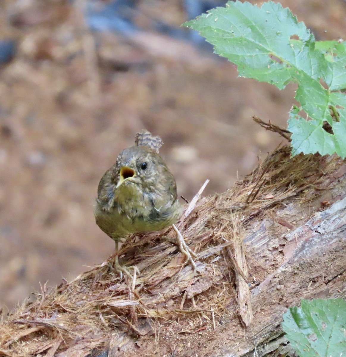 Pacific Wren - ML622283058