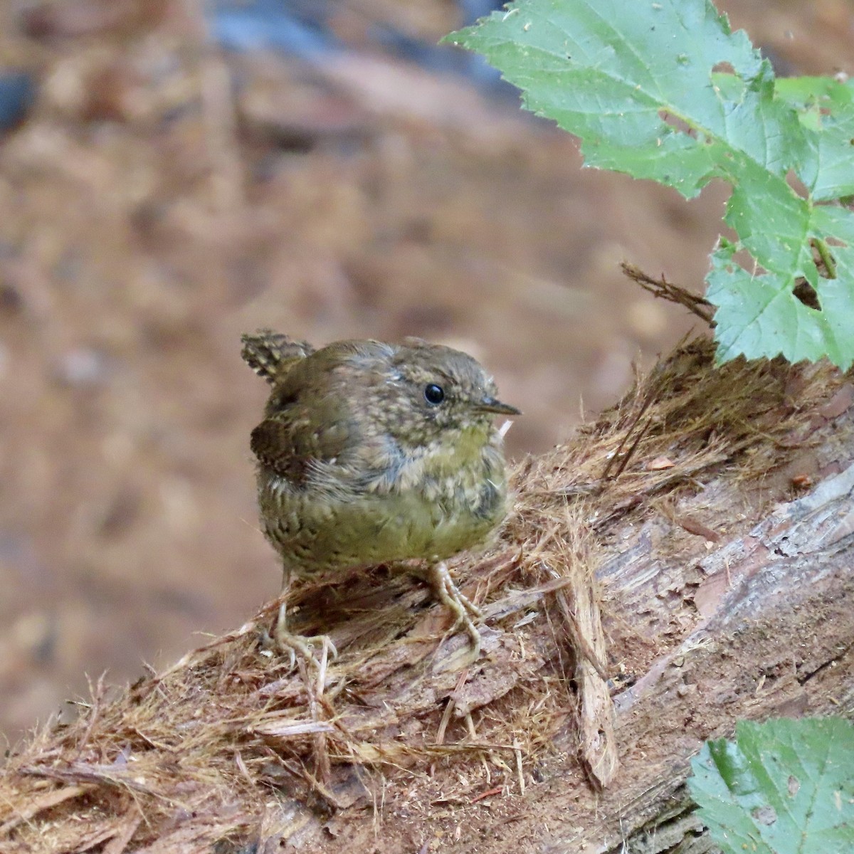 Pacific Wren - George Chrisman