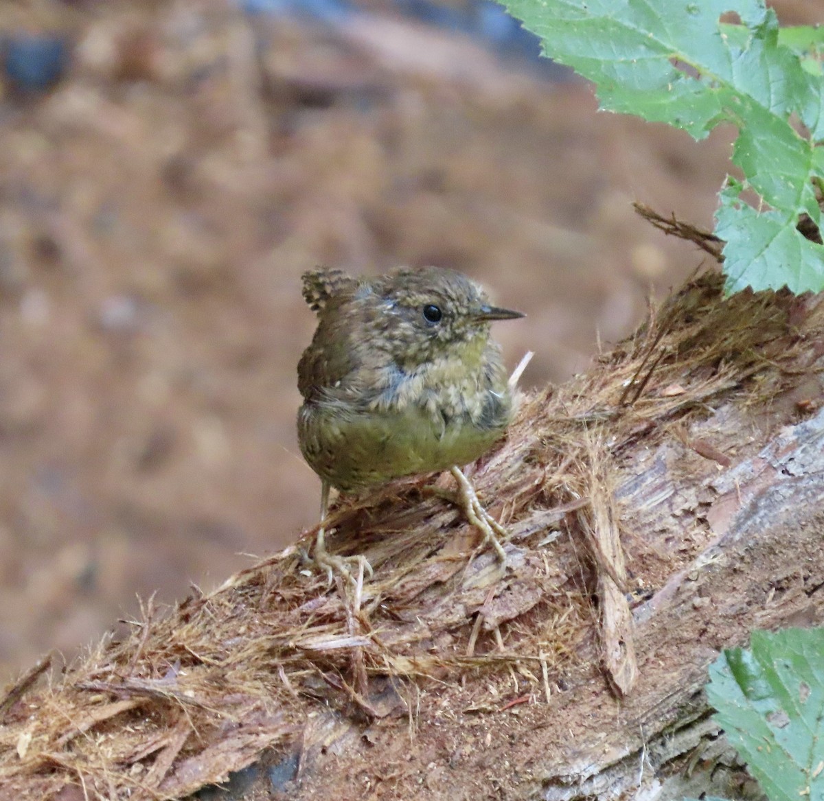 Pacific Wren - ML622283060