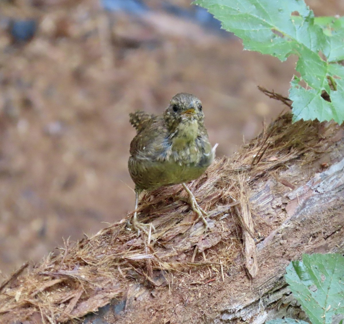 Pacific Wren - ML622283061