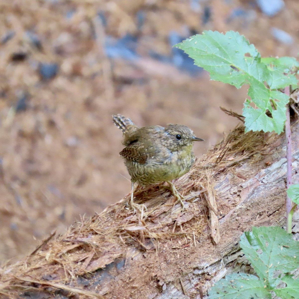 Pacific Wren - ML622283062