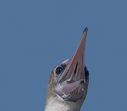 Red-footed Booby - Barry McKenzie