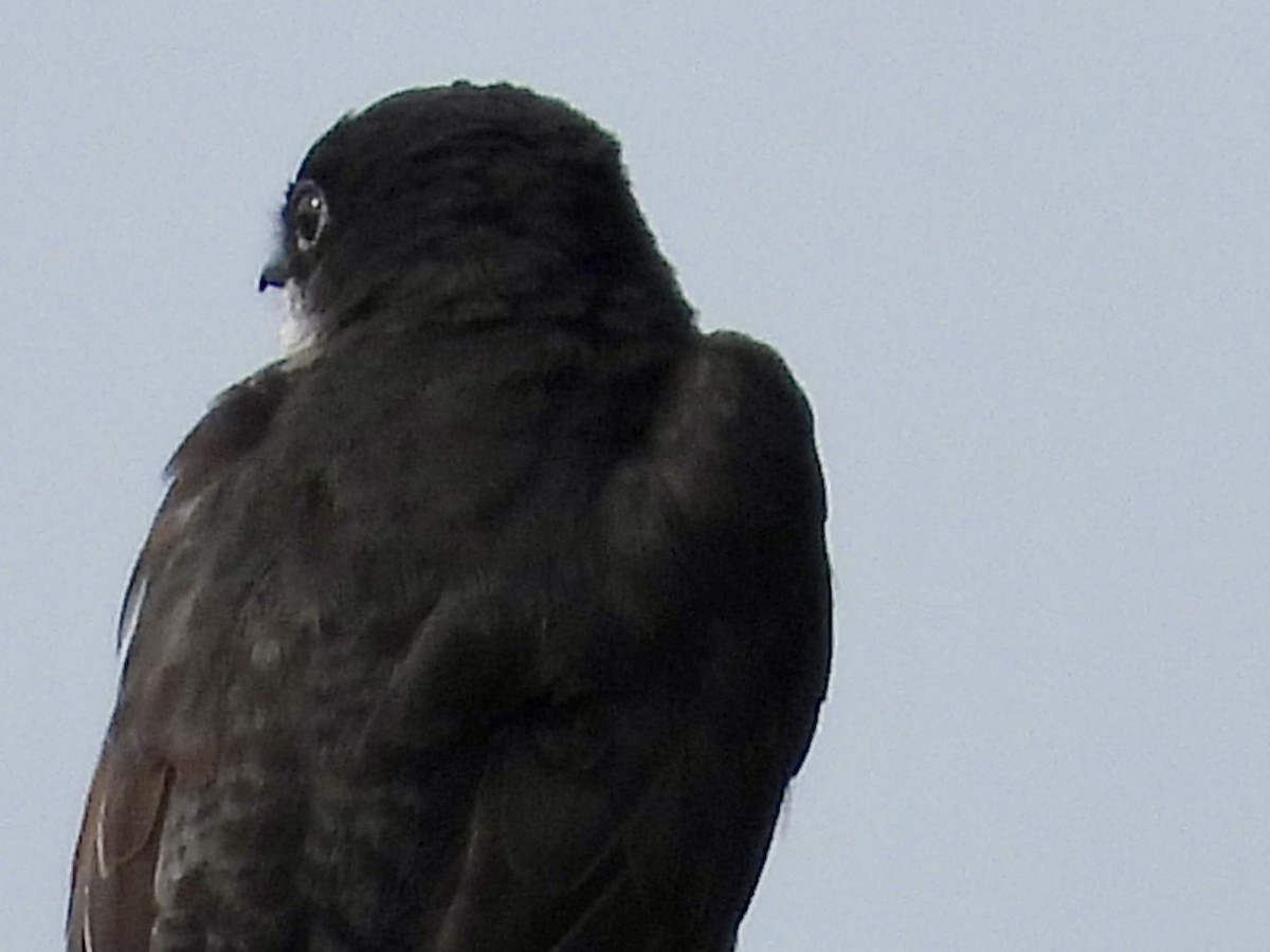 Eastern Kingbird - ML622283229