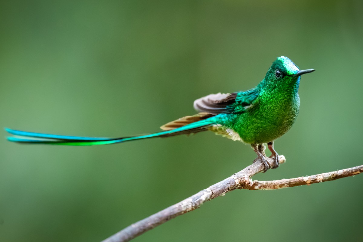 Long-tailed Sylph - ML622283268