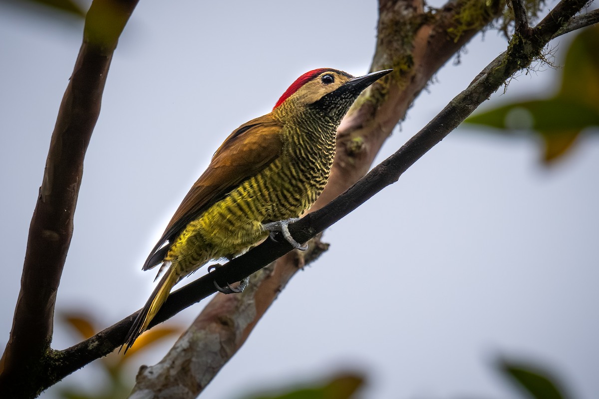 Golden-olive Woodpecker - ML622283276