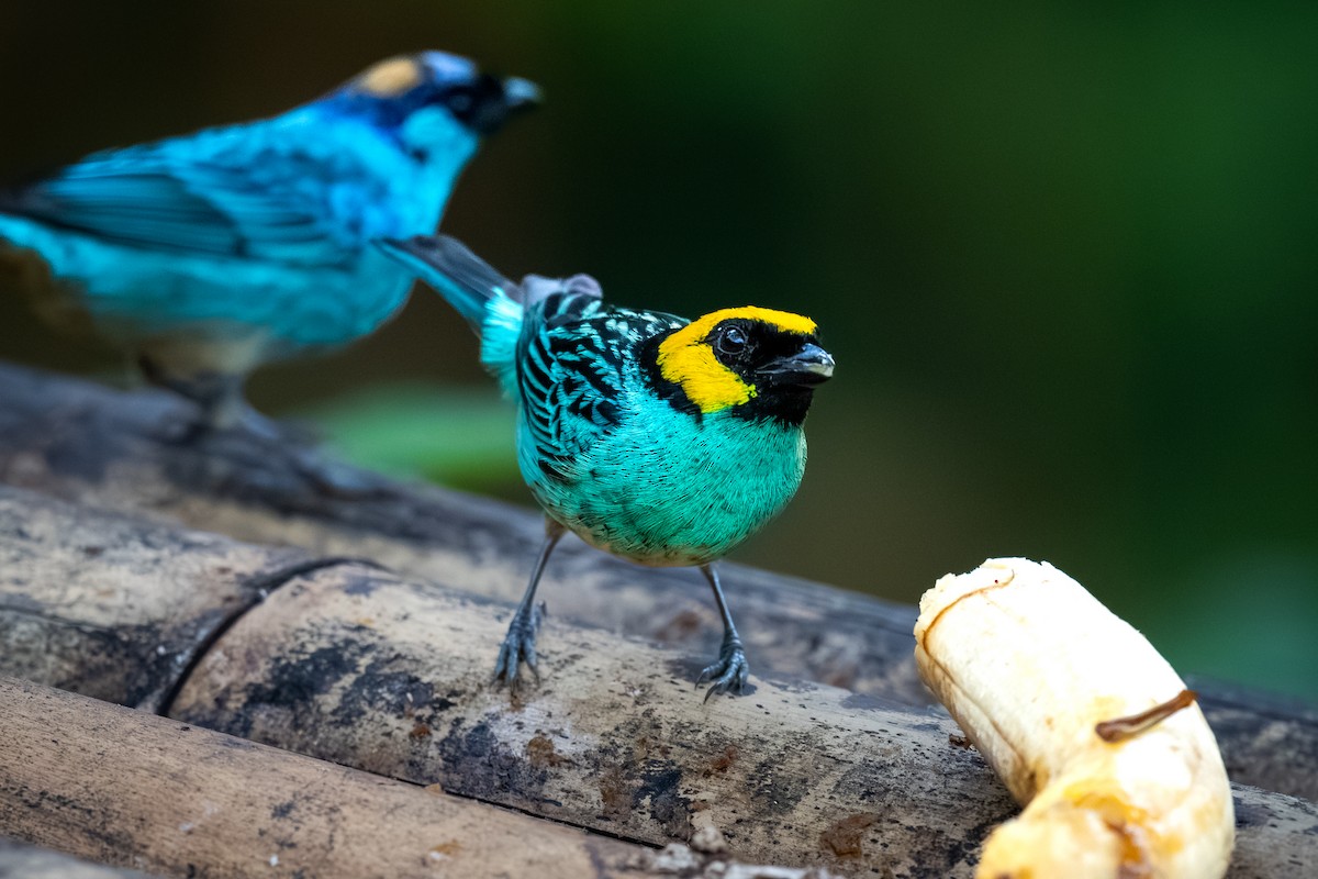 Saffron-crowned Tanager - Chris Thomas