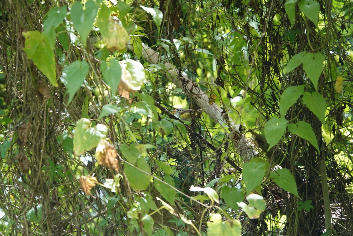 Mountain Tailorbird - ML622283348