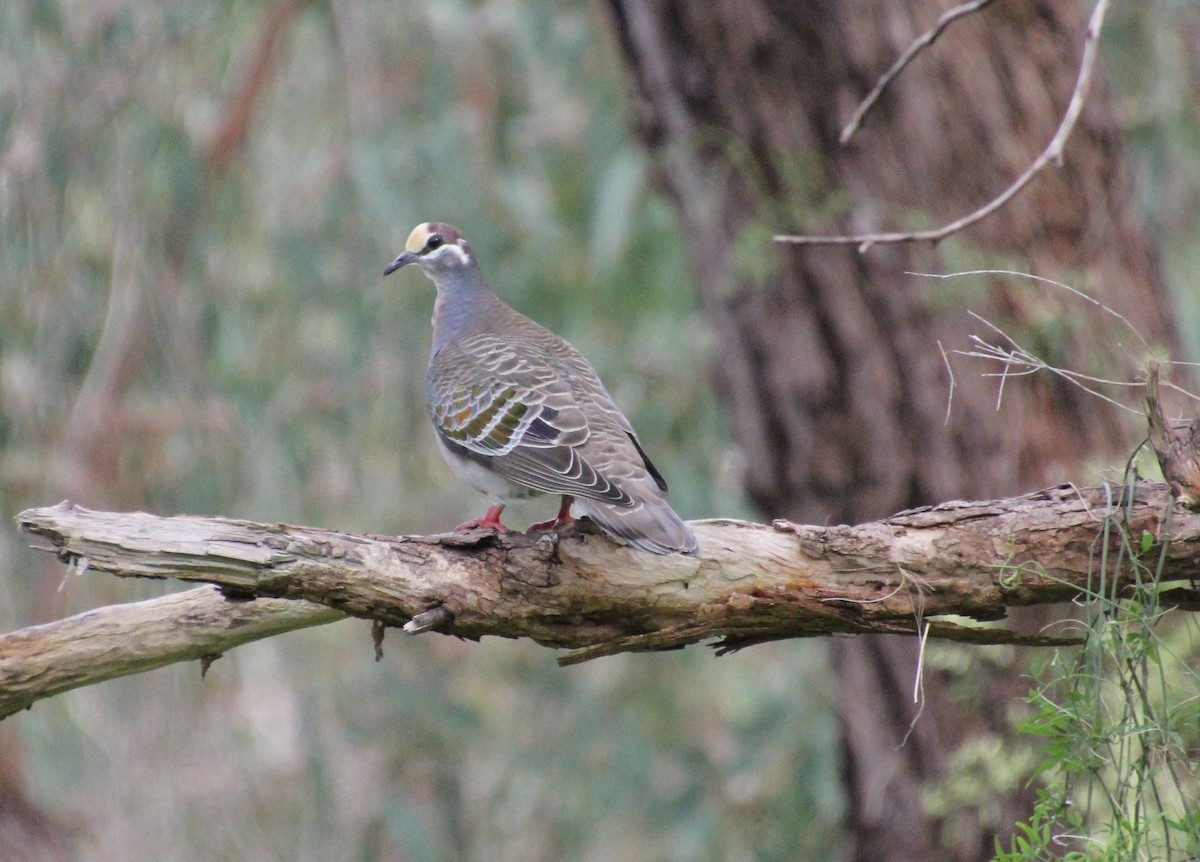 Common Bronzewing - ML622283354