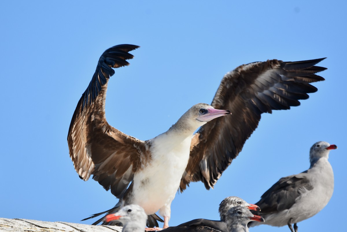 Red-footed Booby - ML622283356