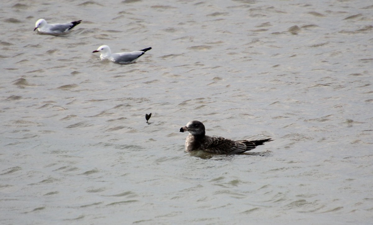 Pacific Gull - ML622283359