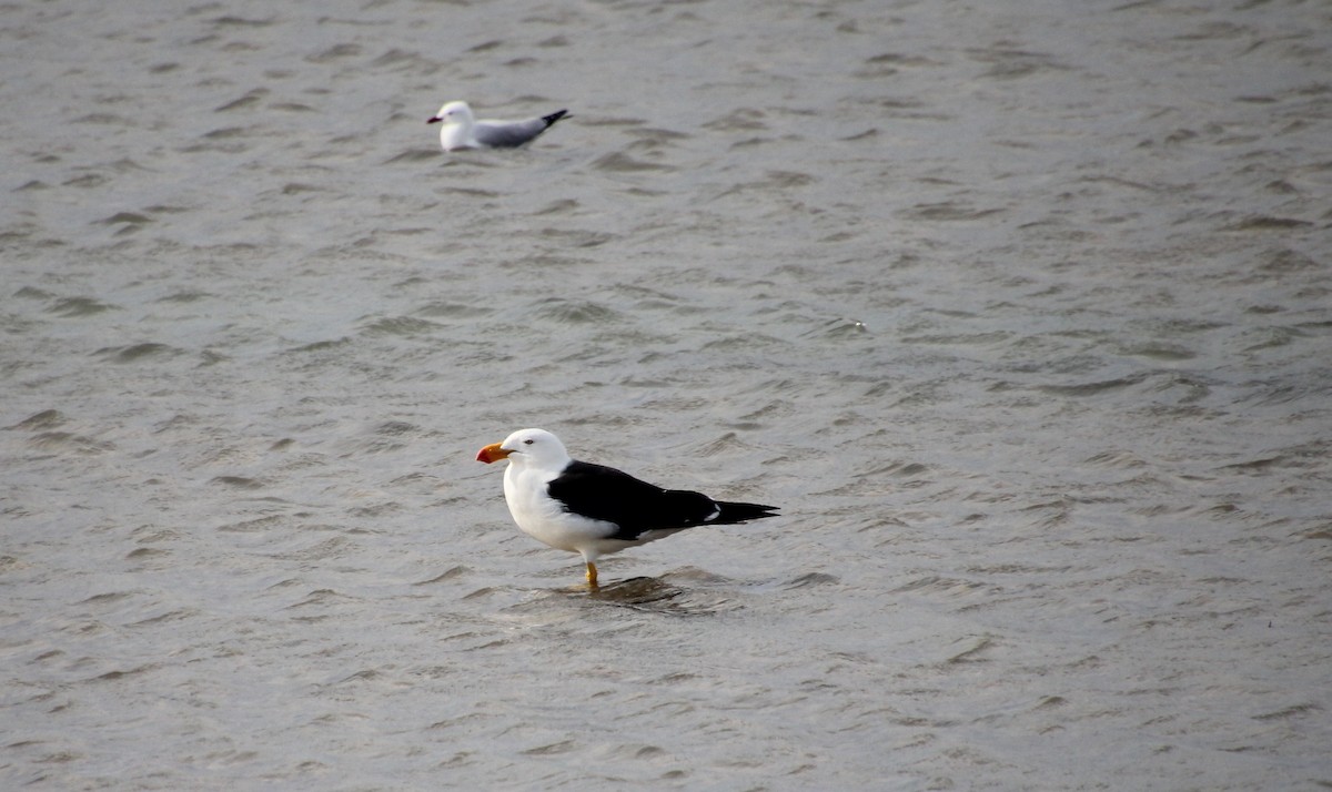 Pacific Gull - ML622283360