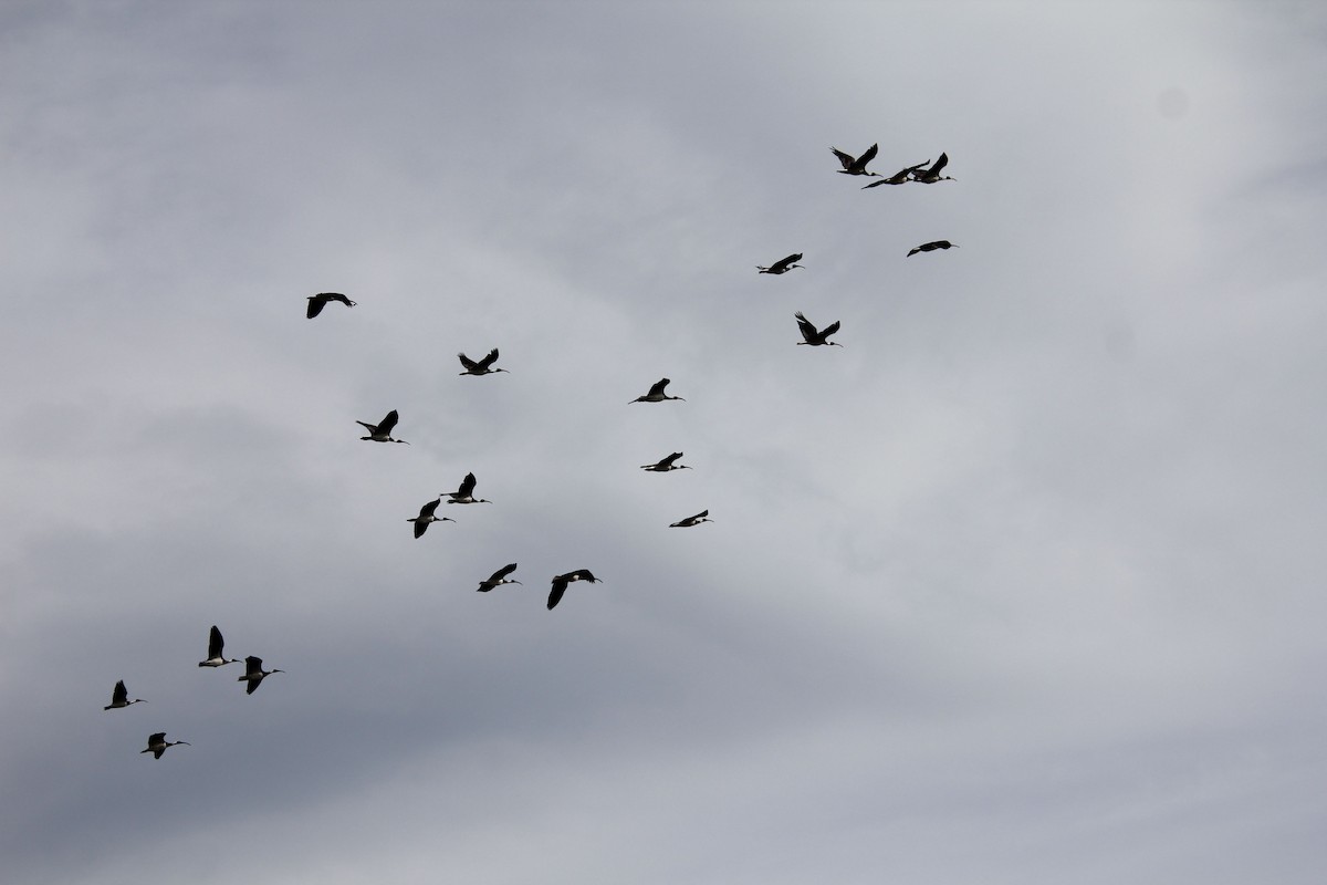 Straw-necked Ibis - ML622283362