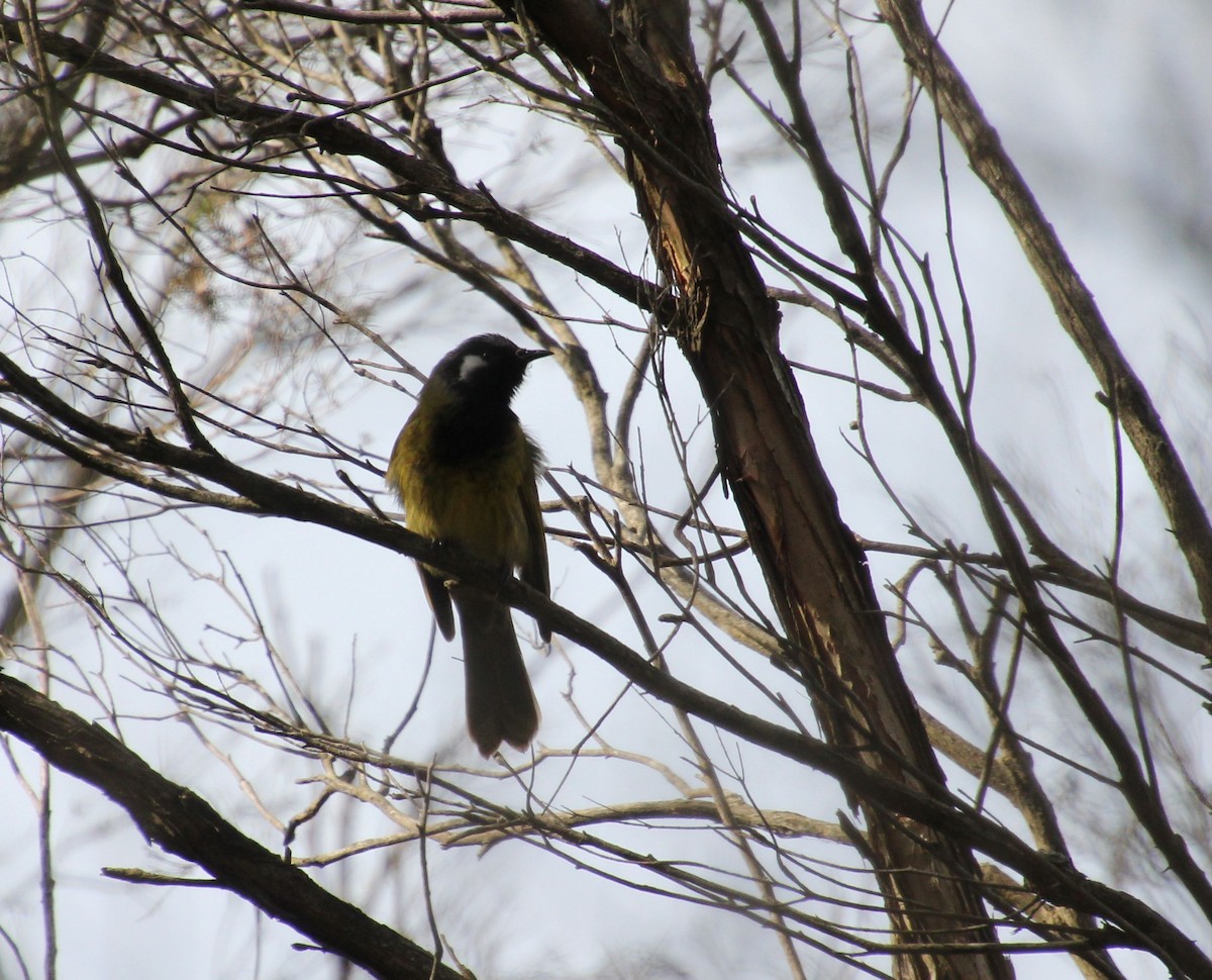 White-eared Honeyeater - ML622283366