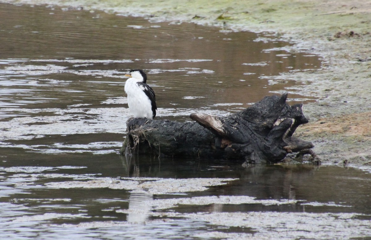 Little Pied Cormorant - ML622283406