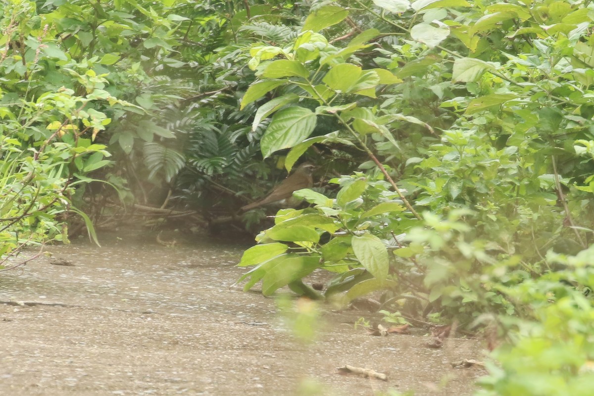 Eyebrowed Thrush - JK Malkoha