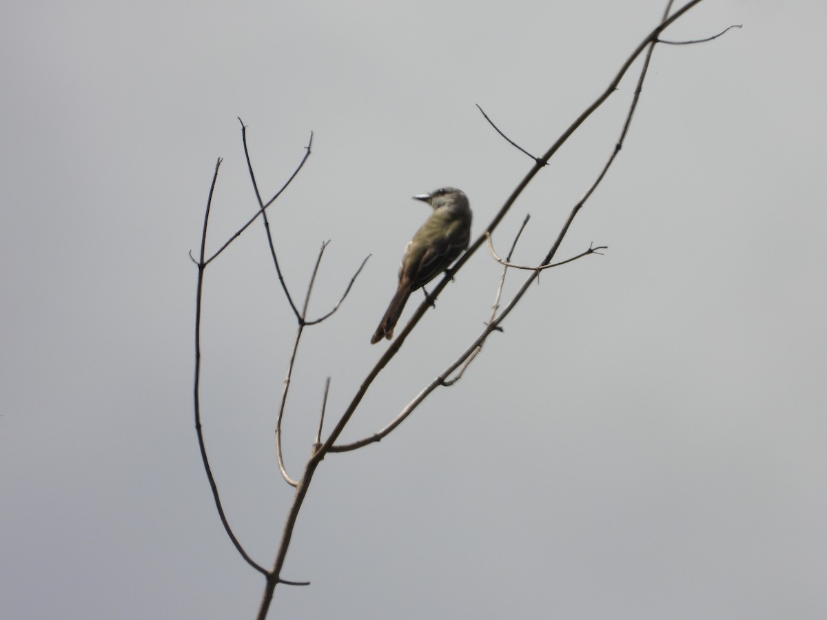 Tropical Kingbird - Manuel Pérez R.