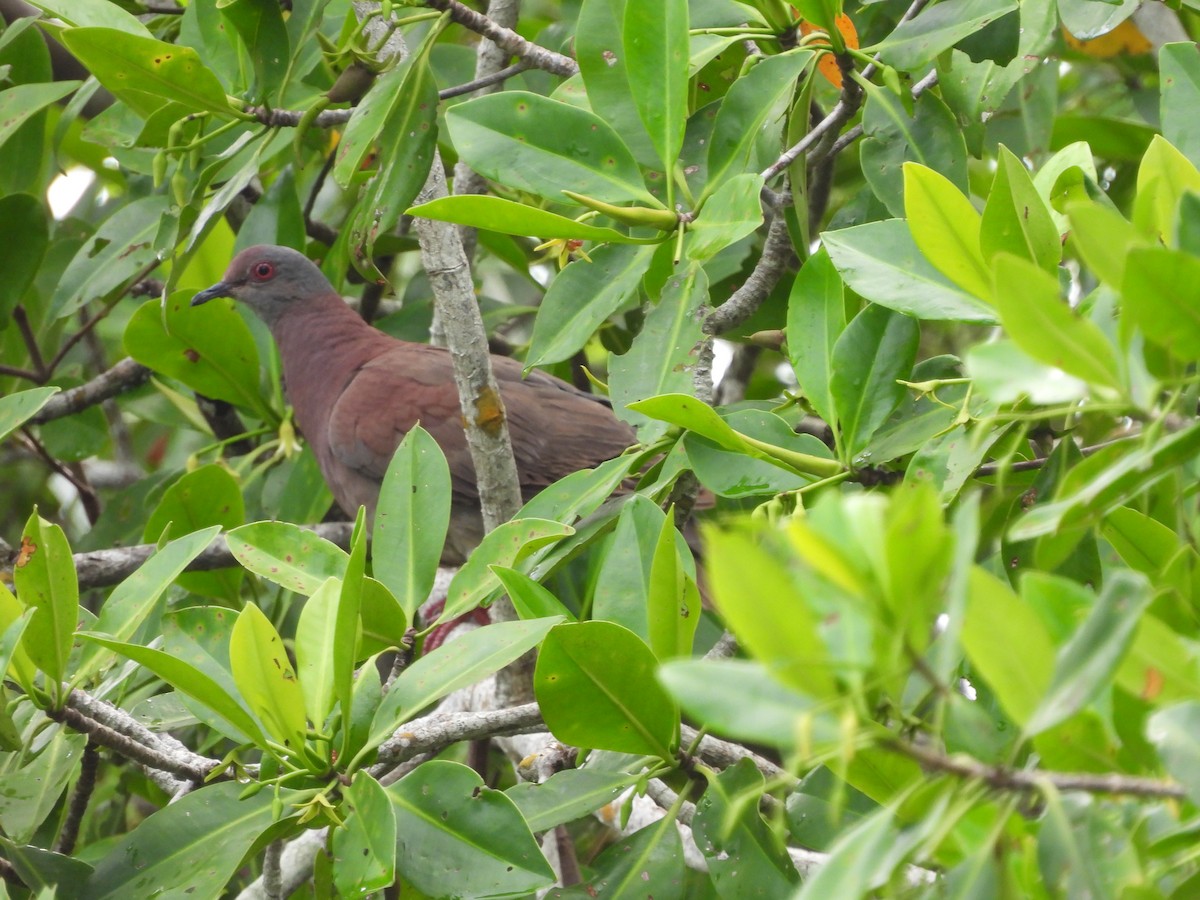 Pale-vented Pigeon - Leandro Niebles Puello