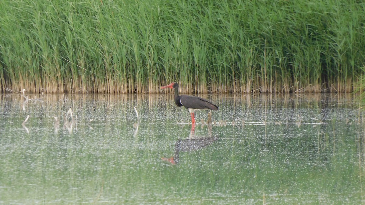 Black Stork - Jeremie Berlioux