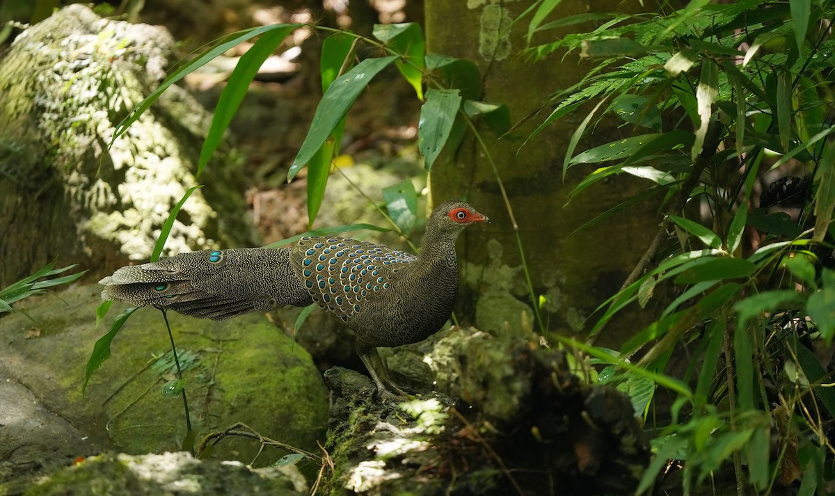 Hainan Peacock-Pheasant - ML622283533