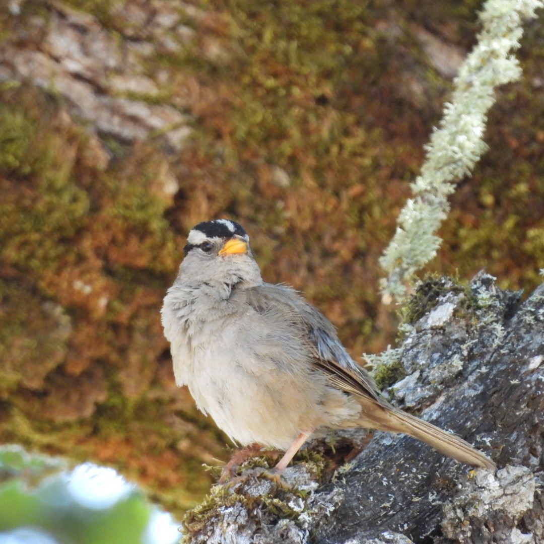 White-crowned Sparrow (Yellow-billed) - ML622283565