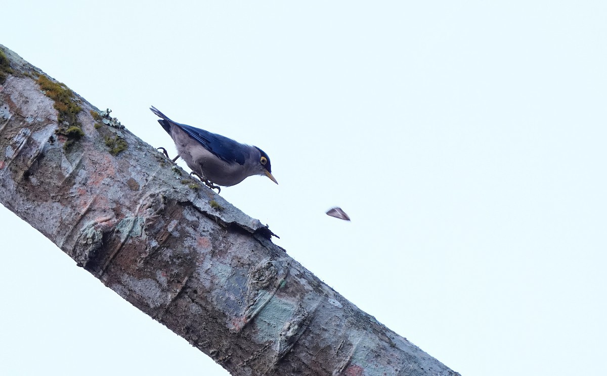 Yellow-billed Nuthatch - ML622283566