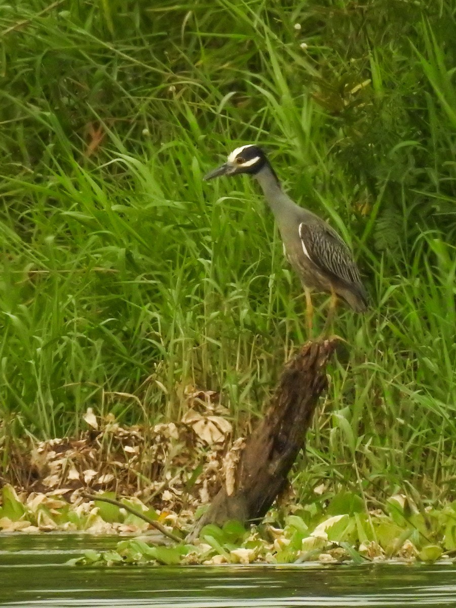 Yellow-crowned Night Heron - ML622283592