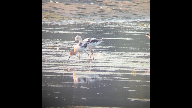 Avoceta Americana - ML622283628