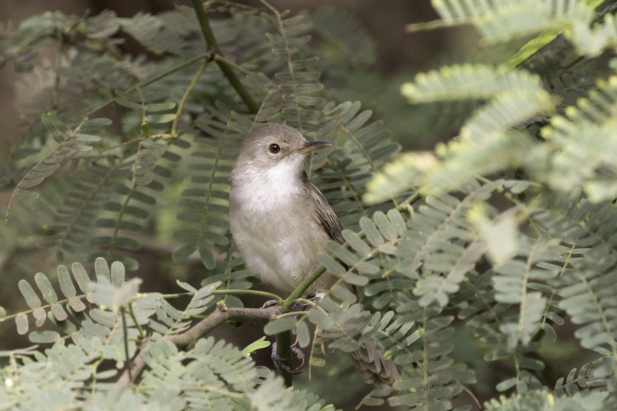 Cape Verde Swamp Warbler - ML622283663