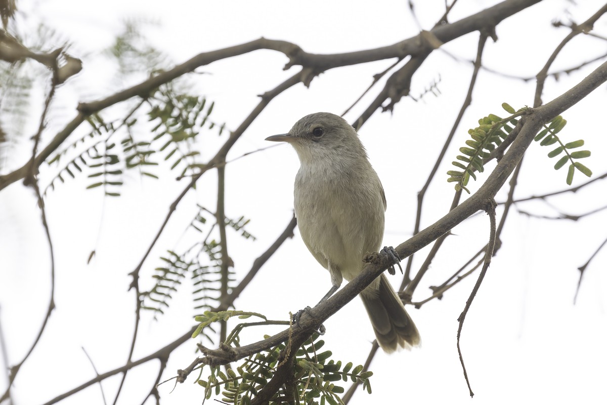 Cape Verde Swamp Warbler - ML622283664