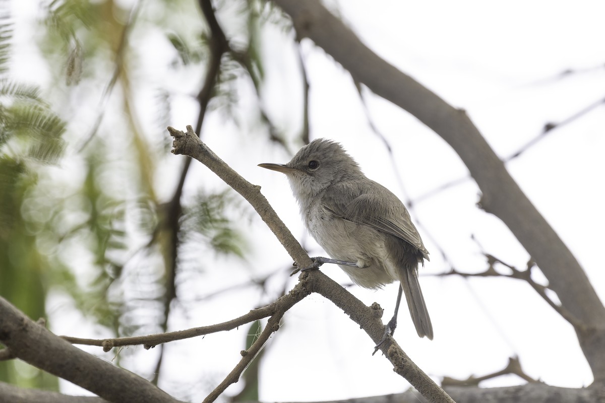 Cape Verde Swamp Warbler - ML622283666