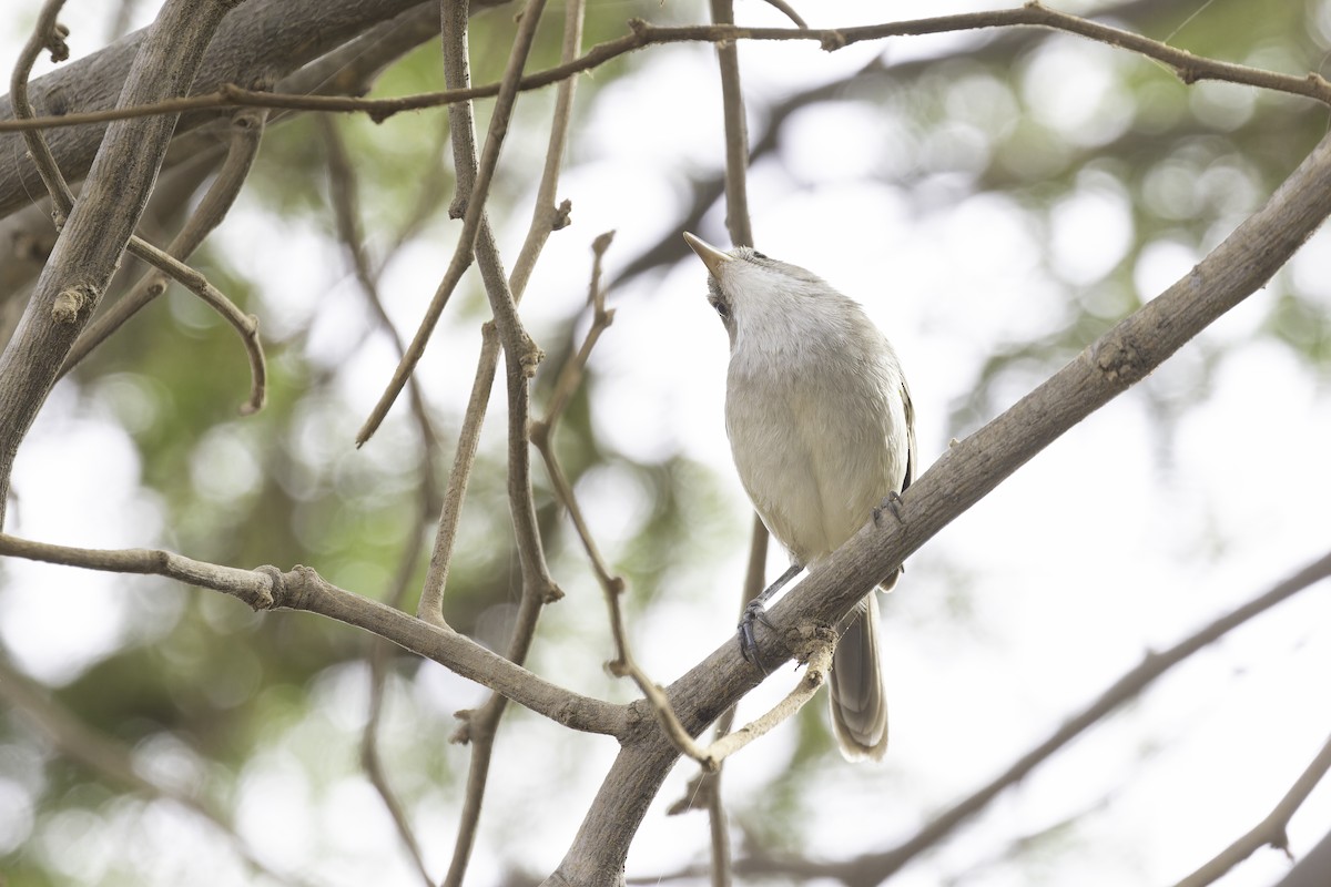 Cape Verde Swamp Warbler - ML622283669