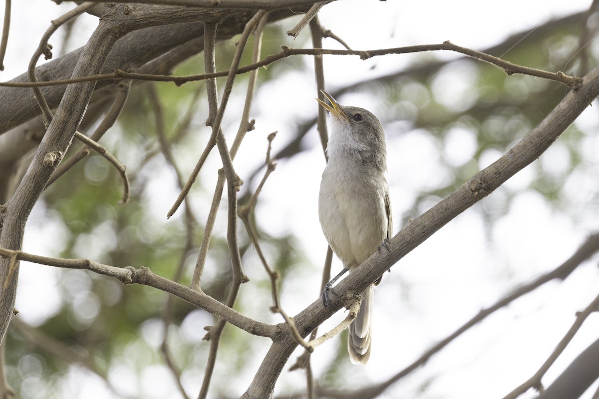 Cape Verde Swamp Warbler - ML622283670