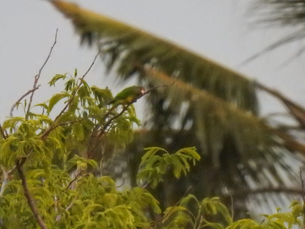 Conure à front rouge - ML622283677