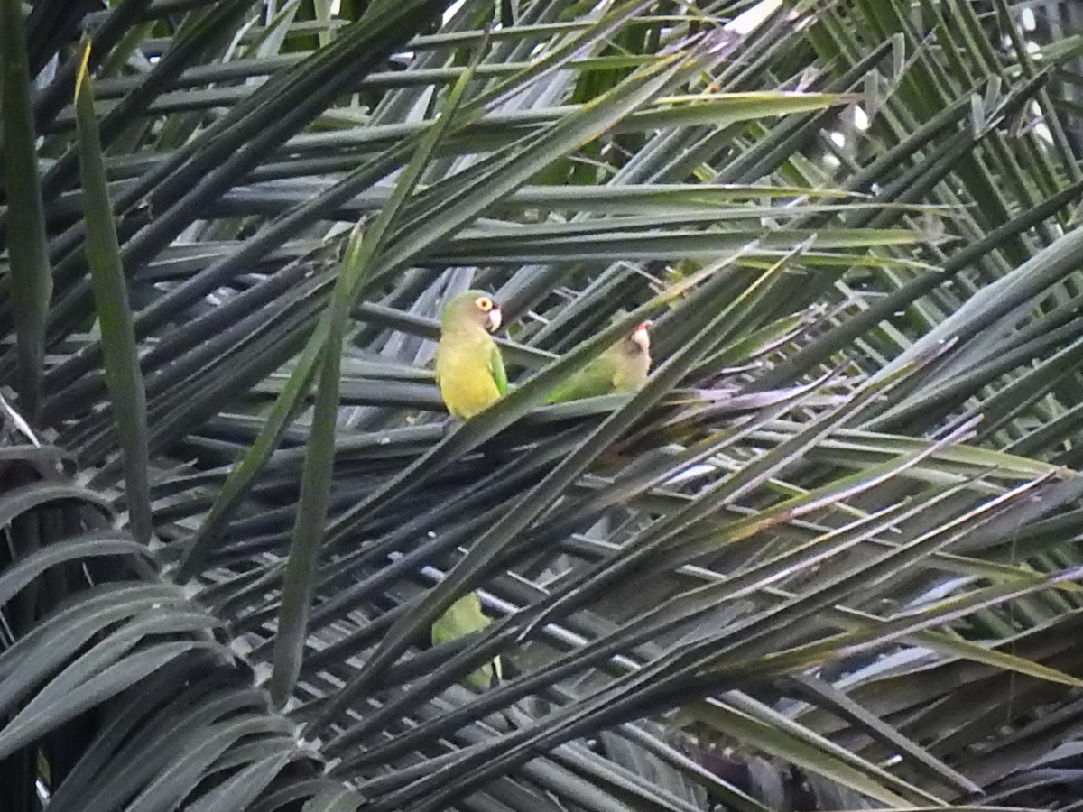 Conure à front rouge - ML622283679