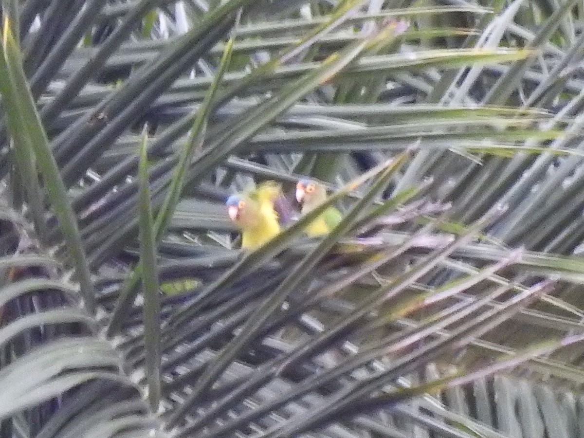 Conure à front rouge - ML622283680