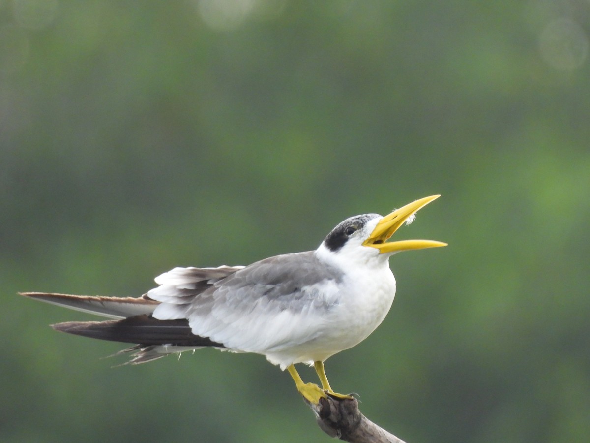 Large-billed Tern - ML622283775