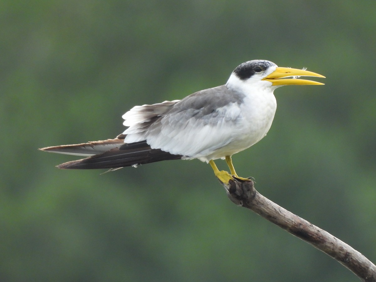 Large-billed Tern - ML622283776