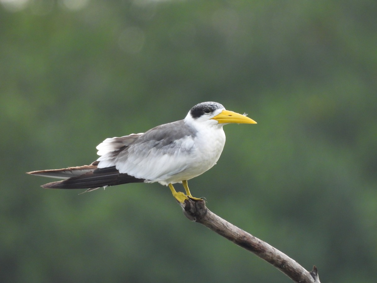 Large-billed Tern - ML622283777