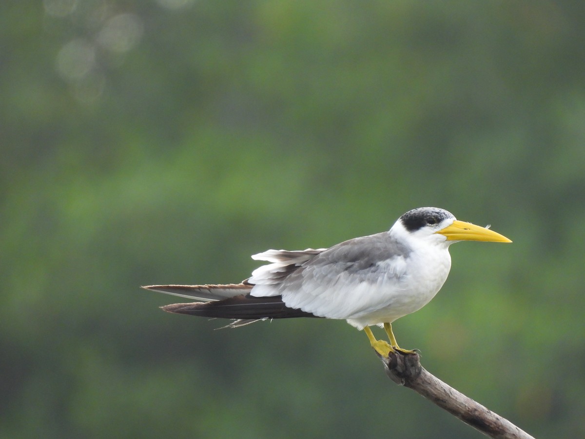 Large-billed Tern - ML622283778