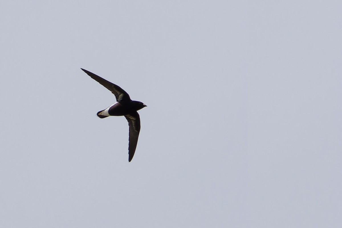 Purple Needletail - ML622283798