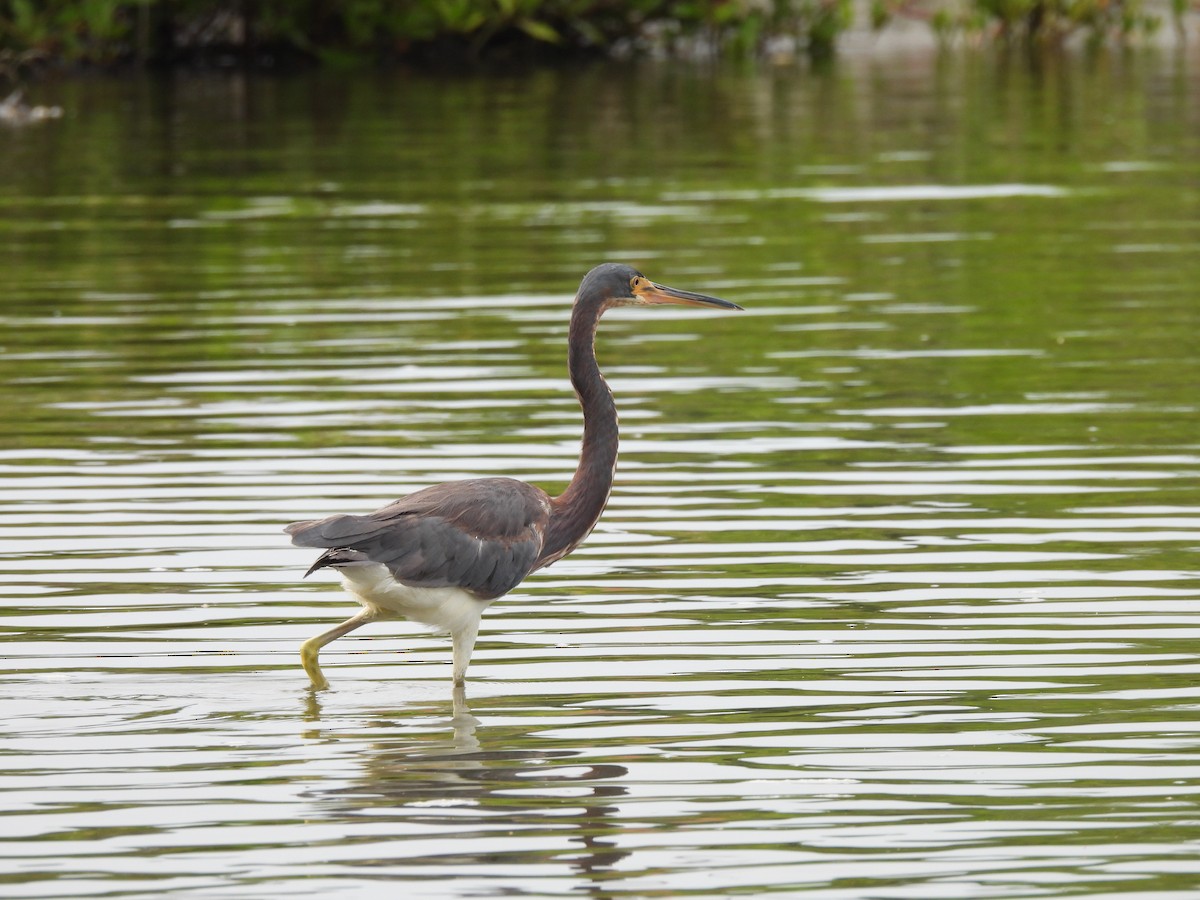 Tricolored Heron - ML622283825