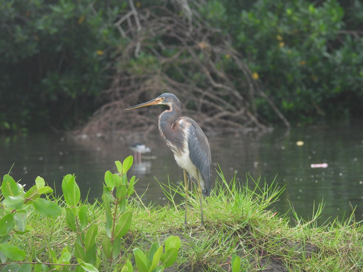 Tricolored Heron - ML622283826