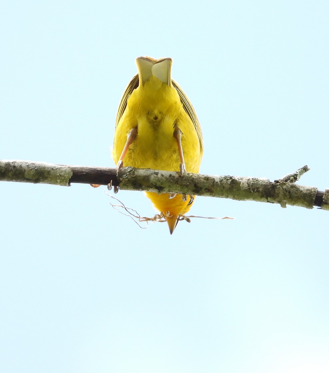 Saffron Finch - ML622283897