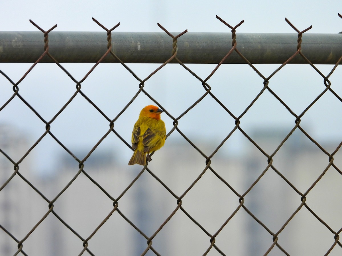 Saffron Finch - ML622283935