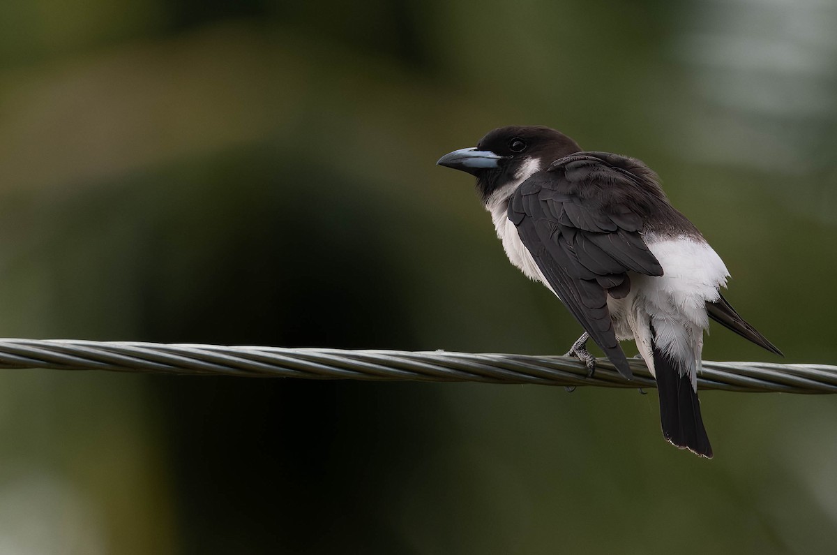 Fiji Woodswallow - ML622283972