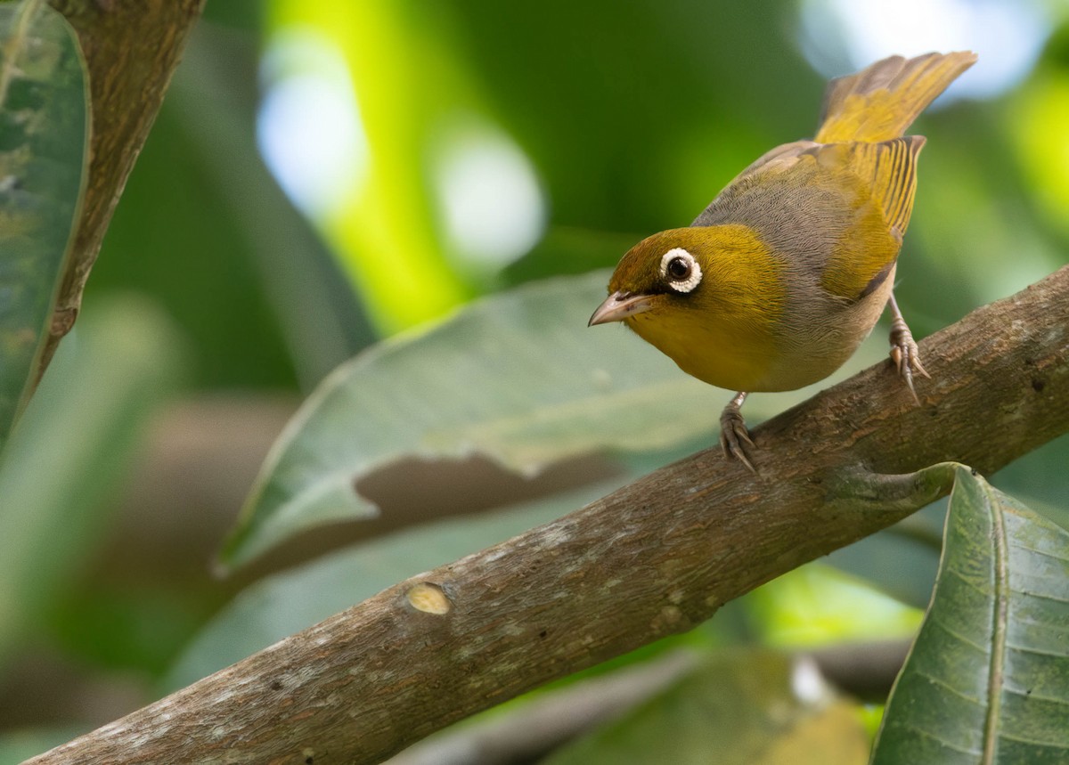 Silvereye - Henry Witsken