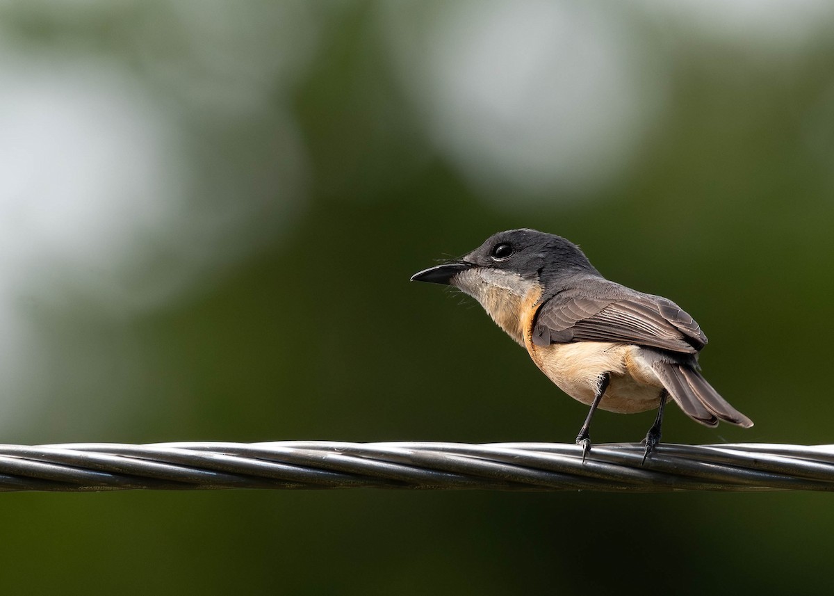 Vanikoro Flycatcher - ML622283992