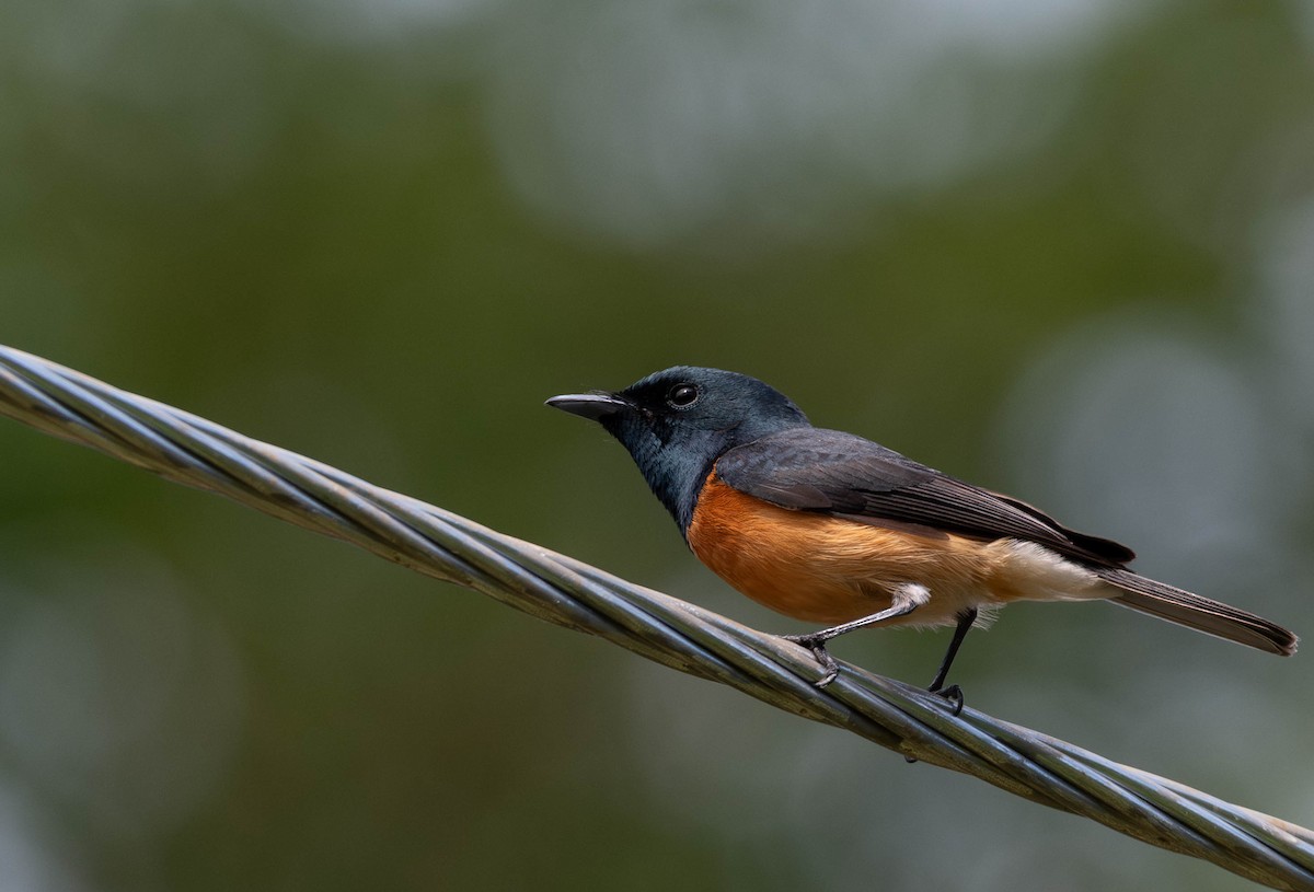 Vanikoro Flycatcher - ML622283993